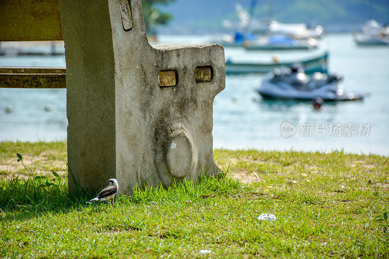 蒙面水暴君(里约热内卢nengeta) Ilhabela，圣保罗，巴西。